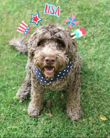 17 Patriotic Dogs That Celebrate America