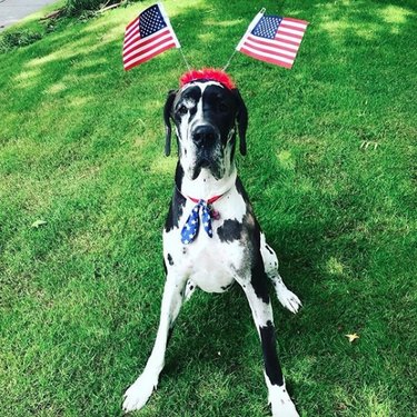 17 Patriotic Dogs That Celebrate America