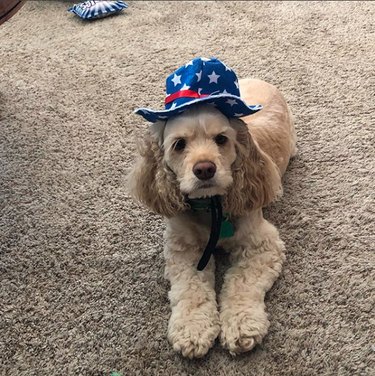 17 Patriotic Dogs That Celebrate America