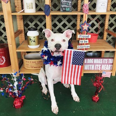 17 Patriotic Dogs That Celebrate America