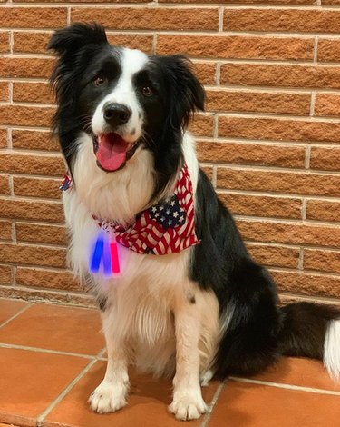 17 Patriotic Dogs That Celebrate America