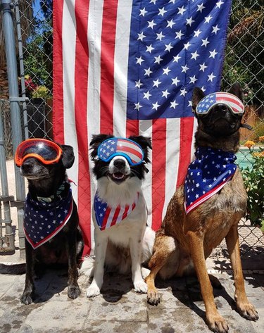 17 Patriotic Dogs That Celebrate America
