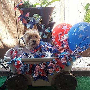 17 Patriotic Dogs That Celebrate America