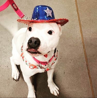 17 Patriotic Dogs That Celebrate America