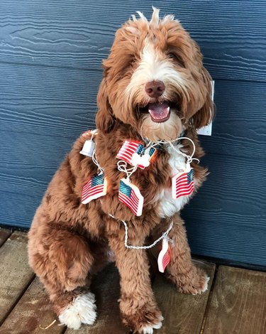 17 Patriotic Dogs That Celebrate America