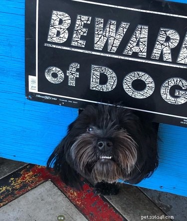 18 Irresistibly Cute Dogs You’ll Love