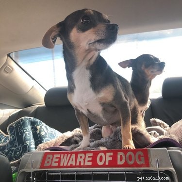 18 Irresistibly Cute Dogs You’ll Love