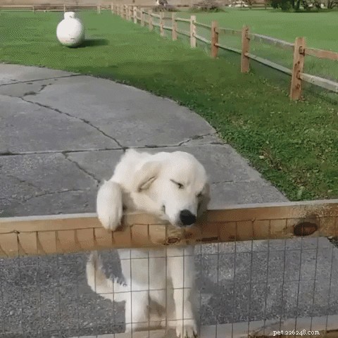 18 Irresistibly Cute Dogs You’ll Love