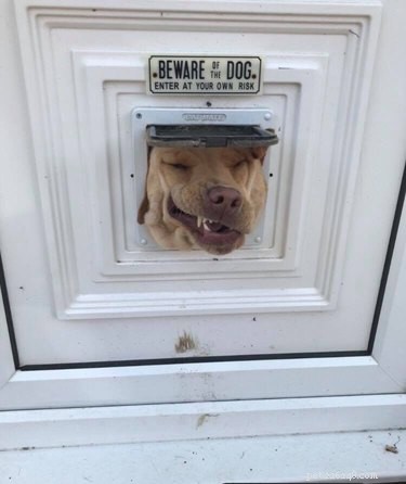 18 Irresistibly Cute Dogs You’ll Love