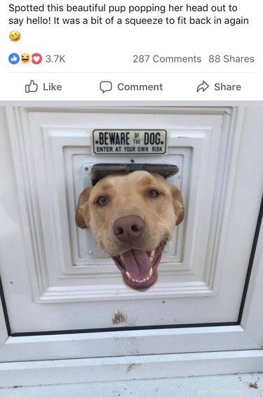 18 Irresistibly Cute Dogs You’ll Love