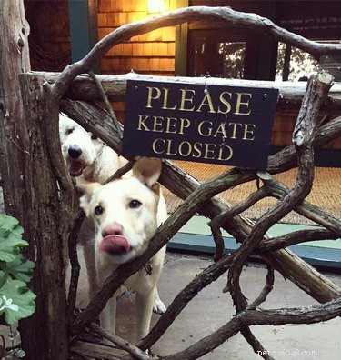 18 Irresistibly Cute Dogs You’ll Love