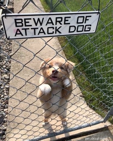 18 Irresistibly Cute Dogs You’ll Love
