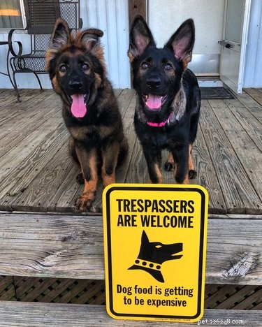 18 Irresistibly Cute Dogs You’ll Love