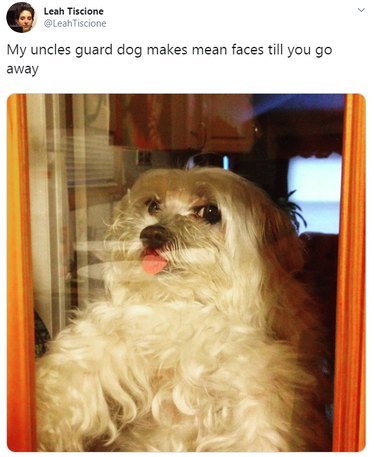 18 Irresistibly Cute Dogs You’ll Love