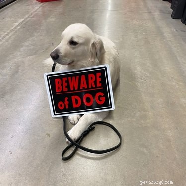 18 Irresistibly Cute Dogs You’ll Love