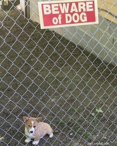18 Irresistibly Cute Dogs You’ll Love