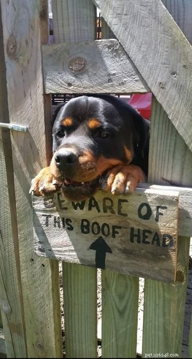18 Irresistibly Cute Dogs You’ll Love