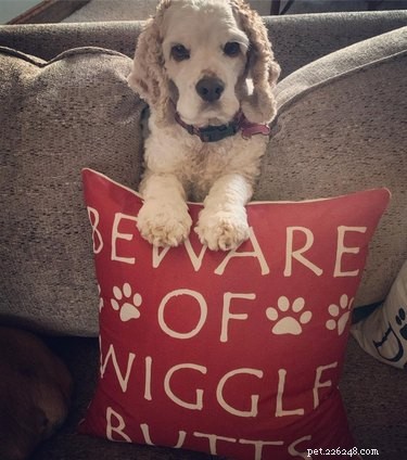 18 Irresistibly Cute Dogs You’ll Love