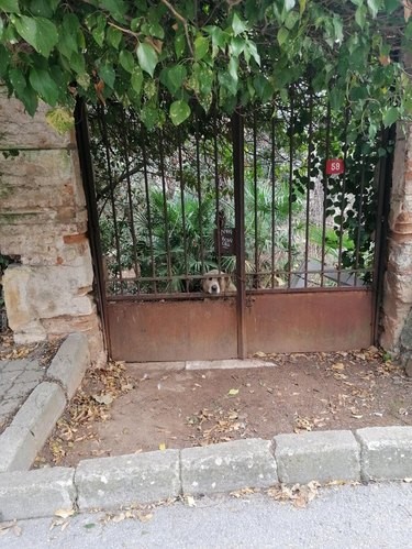 18 Irresistibly Cute Dogs You’ll Love