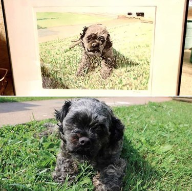 Capturing Canine Elegance: 15 Stunning Portraits of Dogs