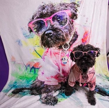 Capturing Canine Elegance: 15 Stunning Portraits of Dogs