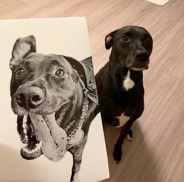 Capturing Canine Elegance: 15 Stunning Portraits of Dogs