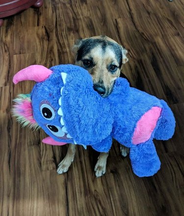 17 Top Dog Toys Every Pup Loves