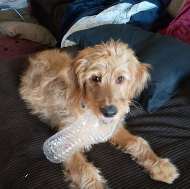 17 Top Dog Toys Every Pup Loves