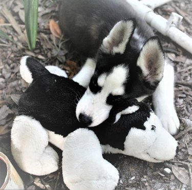 17 Top Dog Toys Every Pup Loves