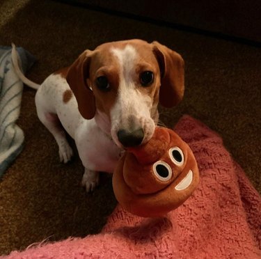 17 Top Dog Toys Every Pup Loves
