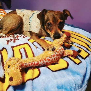 17 Top Dog Toys Every Pup Loves