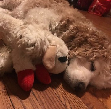 17 Top Dog Toys Every Pup Loves