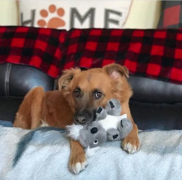 17 Top Dog Toys Every Pup Loves