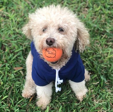 17 Top Dog Toys Every Pup Loves