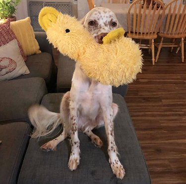 17 Top Dog Toys Every Pup Loves