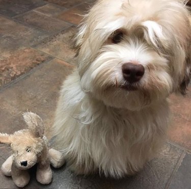 17 Top Dog Toys Every Pup Loves