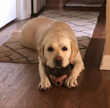 17 Top Dog Toys Every Pup Loves