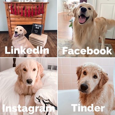 19 Dogs Who Nailed Dolly Parton s Viral Challenge