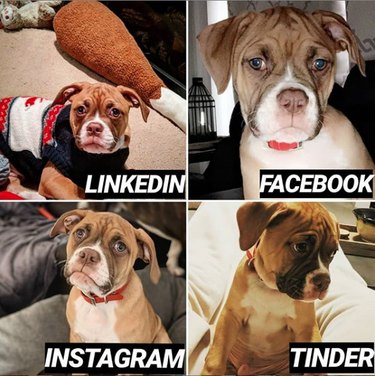 19 Dogs Who Nailed Dolly Parton s Viral Challenge