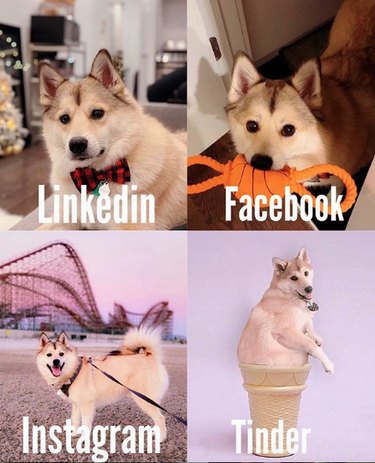 19 Dogs Who Nailed Dolly Parton s Viral Challenge