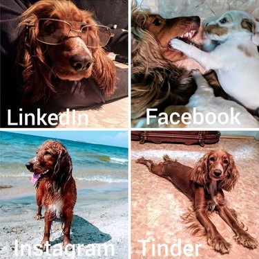 19 Dogs Who Nailed Dolly Parton s Viral Challenge