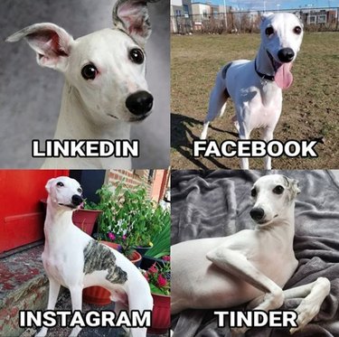 19 Dogs Who Nailed Dolly Parton s Viral Challenge