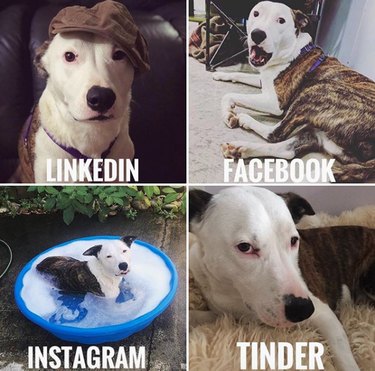 19 Dogs Who Nailed Dolly Parton s Viral Challenge
