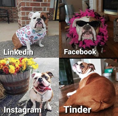 19 Dogs Who Nailed Dolly Parton s Viral Challenge
