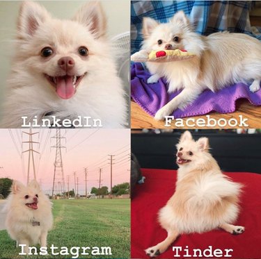 19 Dogs Who Nailed Dolly Parton s Viral Challenge