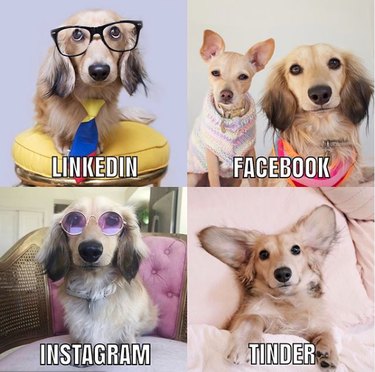 19 Dogs Who Nailed Dolly Parton s Viral Challenge