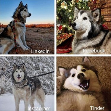 19 Dogs Who Nailed Dolly Parton s Viral Challenge