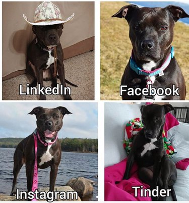 19 Dogs Who Nailed Dolly Parton s Viral Challenge