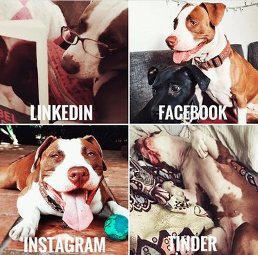19 Dogs Who Nailed Dolly Parton s Viral Challenge