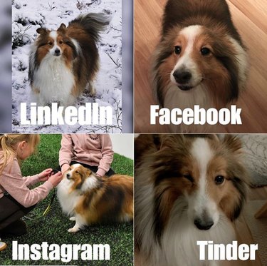 19 Dogs Who Nailed Dolly Parton s Viral Challenge